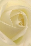 Step into the heart of this cream-white rose and you'll find yourself cocooned by delicate, spiralling petals-each soft as a morning mist settling over a quiet Canning Town street. The image draws you inward: nuanced creams and ivories, gently illuminated, reveal the silken, almost weightless texture of every fold. Subtle shadows lend depth, echoing the tranquil mood of a sunrise walk along the Thames Barrier Park. There is a palpable peace here-an atmosphere that soothes like a whispered promise, inviting contemplation or the quiet act of remembrance. As a florist serving Canning Town, I see this bloom as the embodiment of gentle reverence, ideal for paying tribute, offering comfort, or marking new beginnings. The fragrance, though imagined, lingers-mild, sweet, and unmistakably fresh. The artistry and tenderness found in its arrangement reflect the care local florists take in choosing the perfect blossom for each occasion, whether for heartfelt sympathy or celebrating a meaningful milestone, delivered across E16 with grace and sincerity.